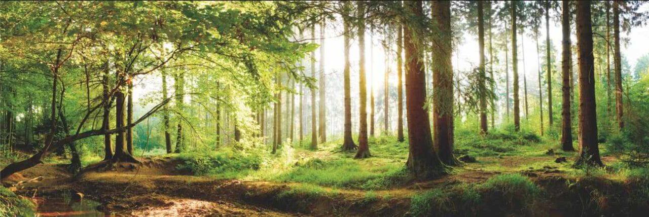 Árboles en un bosque verde